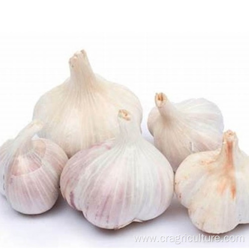 Culinary Red Garlic Price For Sale